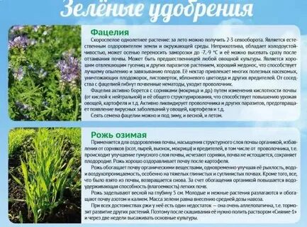 Фацелия сидерат фото и описание