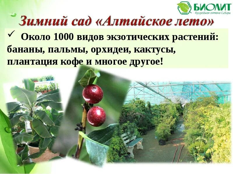 Алтайское саженцы каталог. Биолит алтайское саженцы. Яблоня алтайское румяное. Яблоня алтайское багряное. Сорт яблок северянка.
