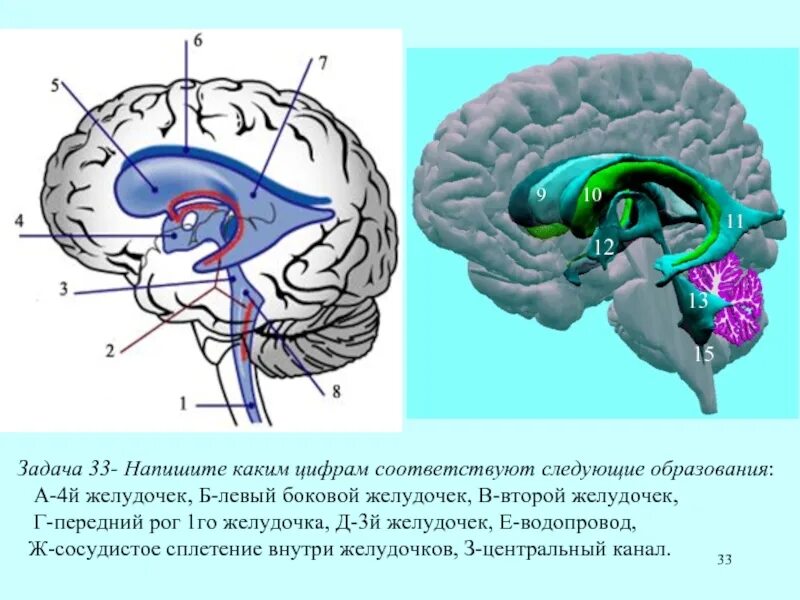 Образования желудочков мозга. Сосудистые сплетения желудочков головного мозга. Сосудистое сплетение бокового желудочка. Ветвь сосудистого сплетения 4 желудочка. Сосудистое сплетение 4 желудочка головного мозга.