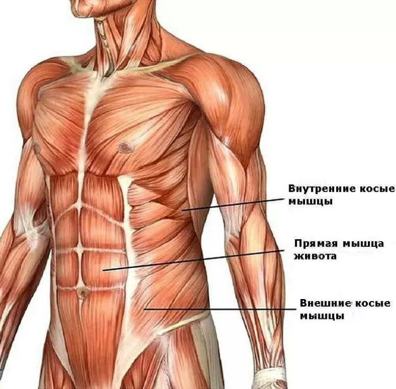 Стороны туловища. Мышцы брюшного пресса анатомия. Пирамидальная мышца живота анатомия. Брюшные мышцы живота анатомия. Косые мышцы живота анатомия.