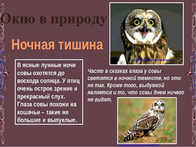 Сова охотится не днем а ночью схема. Факты о сове. доклад про сову. интересные факты о совах для детей. слух совы.