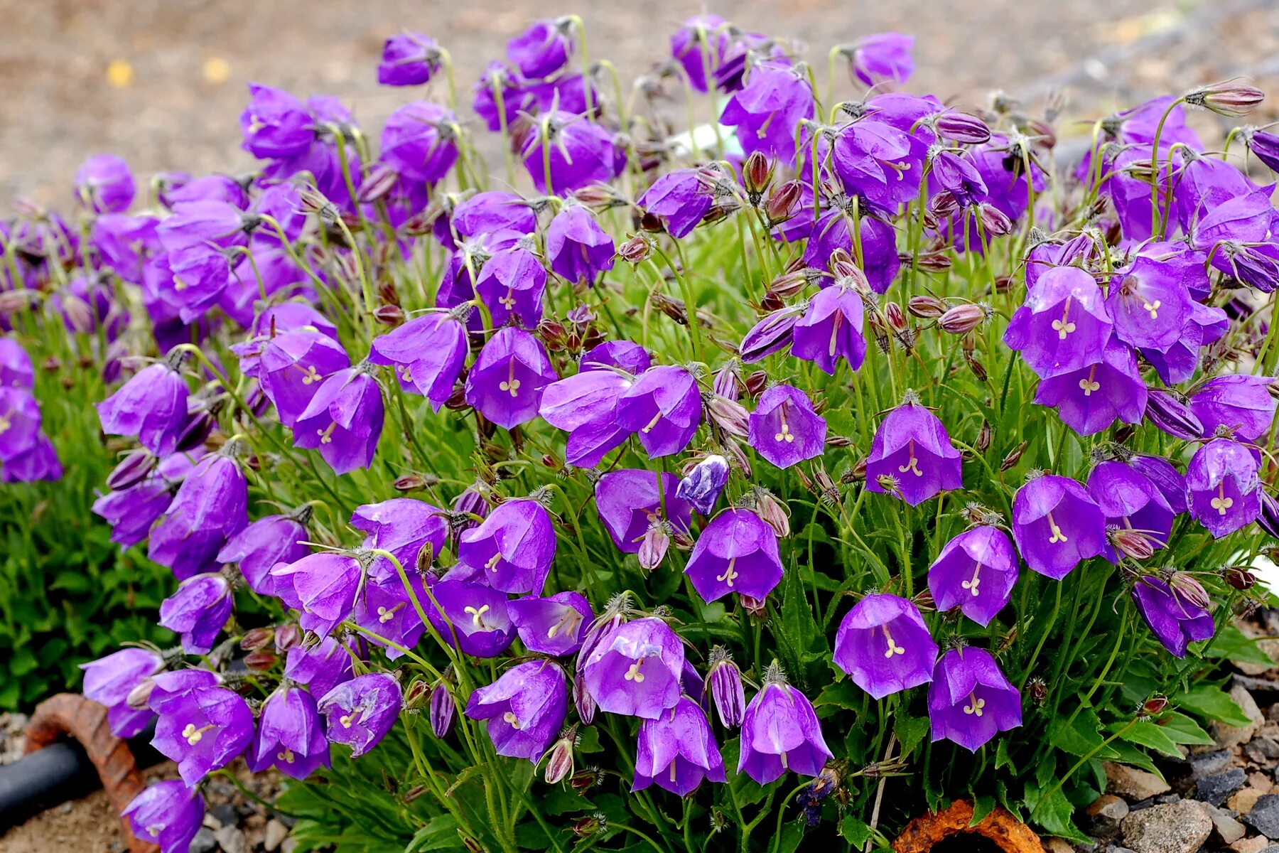 Колокольчик Кампанула. Колокольчик Campanula. Кампанула Блауранка.