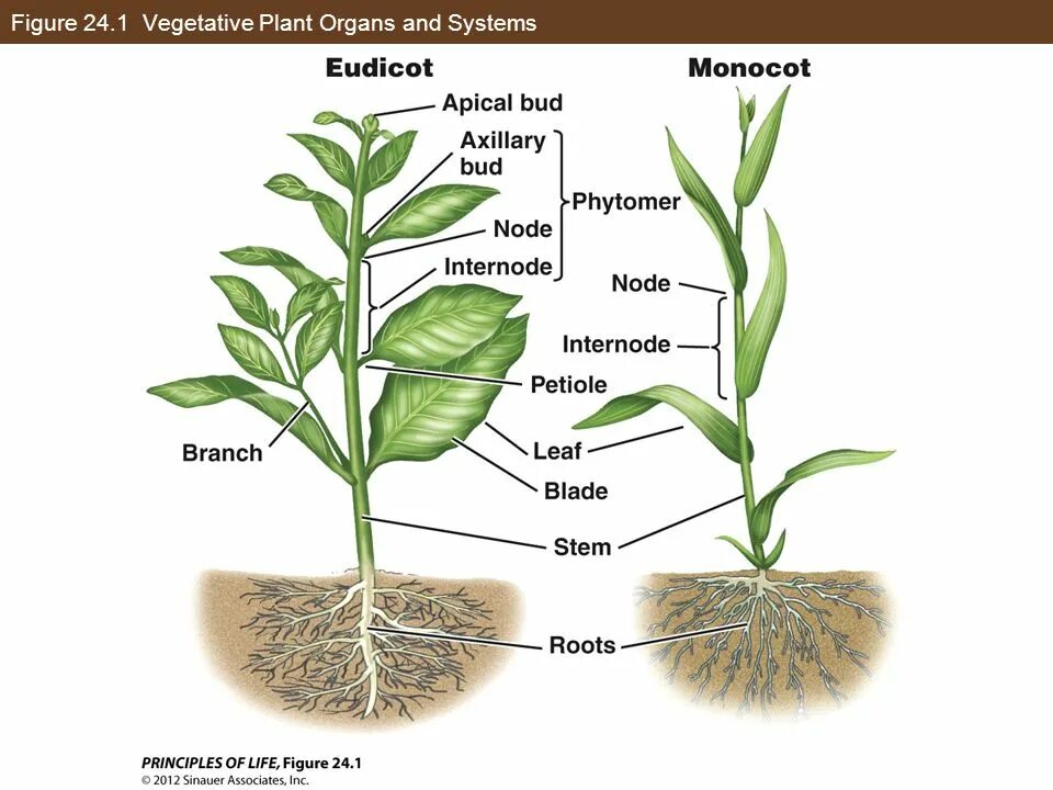 The generative Organs Plants. Vegetative. Deformation of Plant Organs.