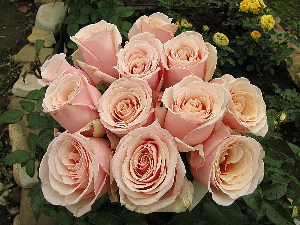 сорт капучино