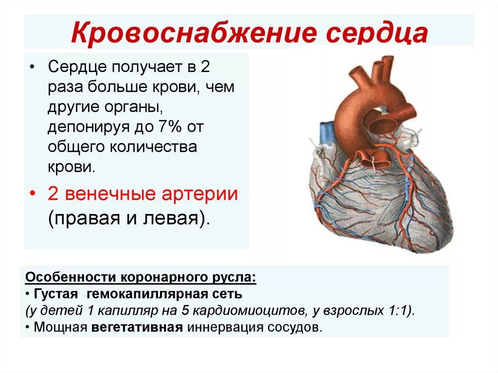 Коронарные артерии сердца что кровоснабжают. Кровоснабжение сердца анатомия схема. Кровоснабжение правого желудочка сердца. Кровоснабжение и иннервация сердца анатомия. Сердце и кровообращение 8 класс