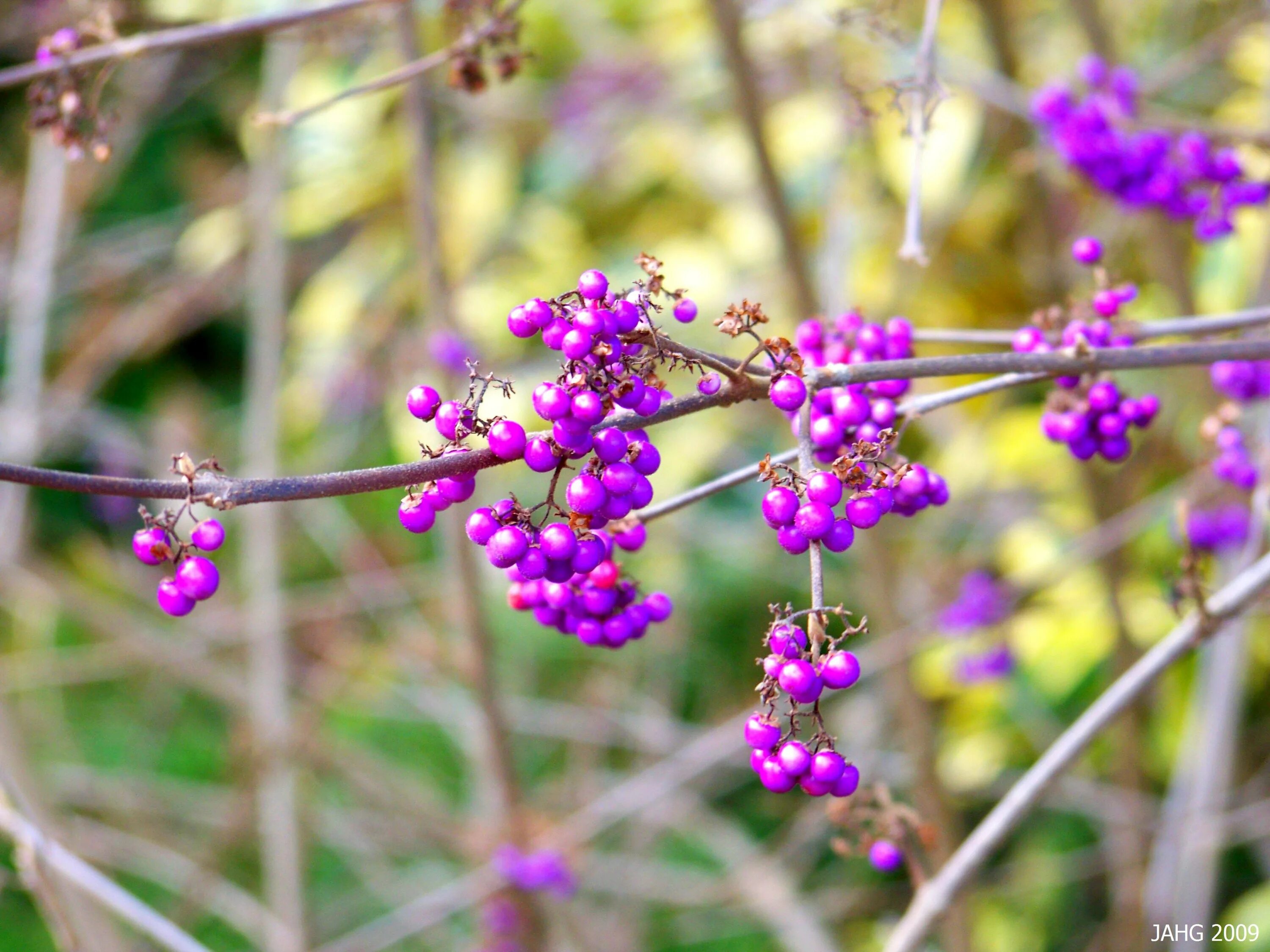Purple berry