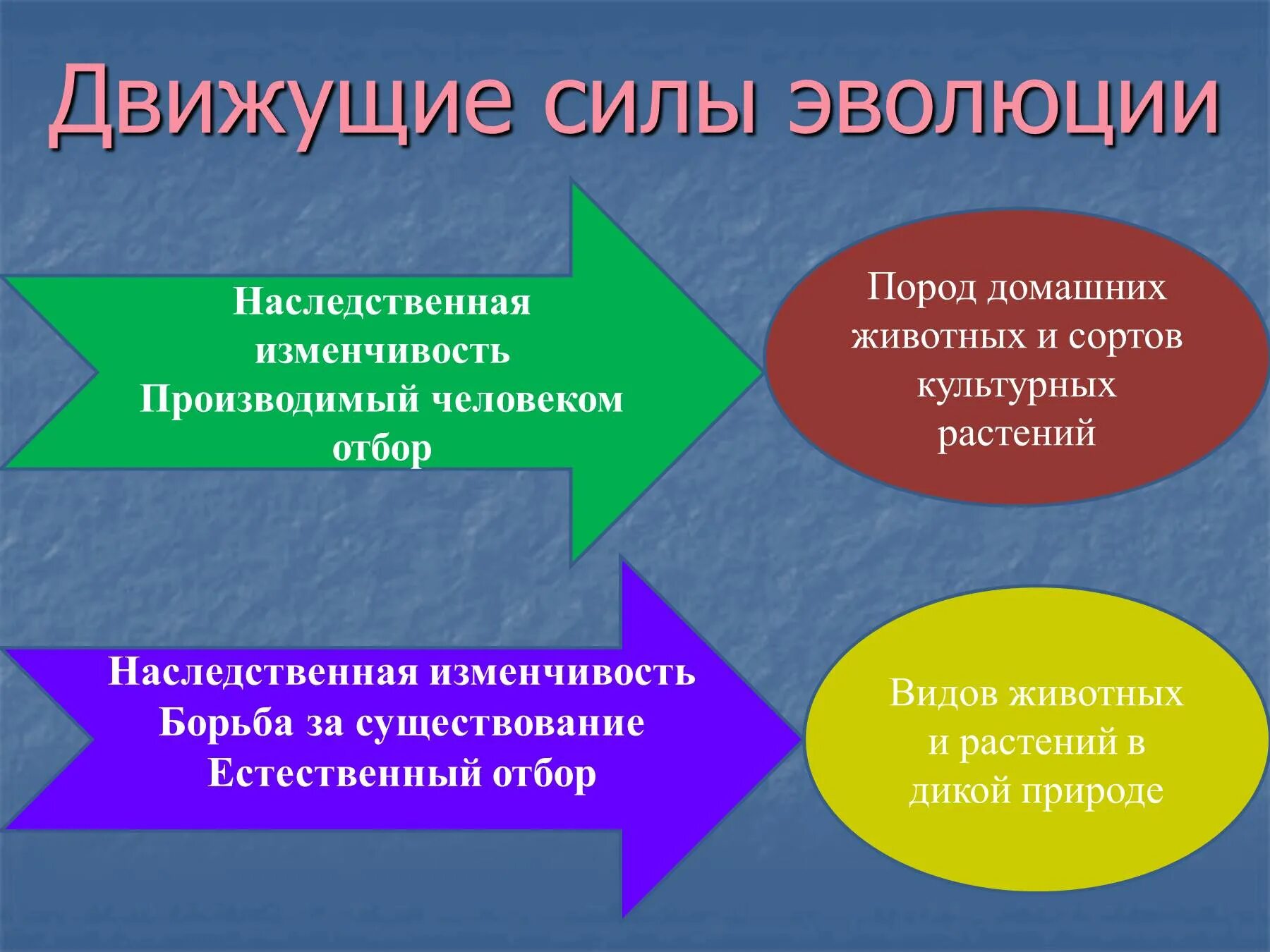 Виды эволюции движущие. Движущие силы эволюции по Дарвину. Движущущие силы эволюции. Факторы движущие силы эволюции.