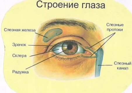 Беречь как око