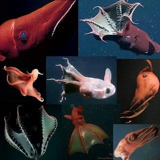 Vampire squid