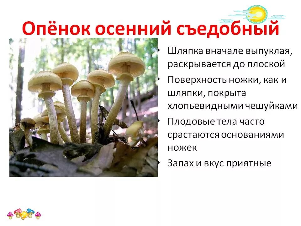 Как отличить съедобные опята от несъедобных. Опята осенние съедобные и ложные. опёнок осенний съедобный и несъедобный. опенок осенний и ложный опенок. ложный опенок съедобный или несъедобный гриб.