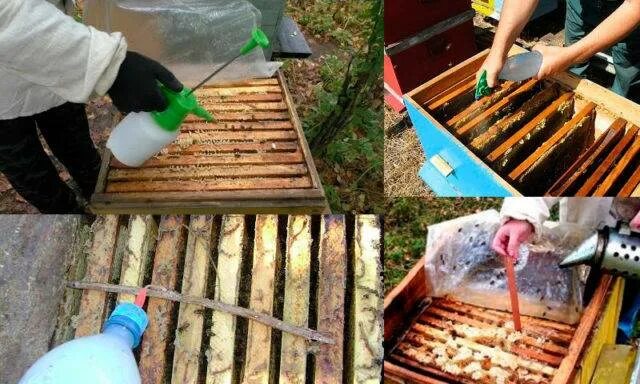 Когда обрабатывать пчел от клеща. Обработка пчел. варроатоз пчел. весенний обработка пчел. препарат бисанар для пчел.