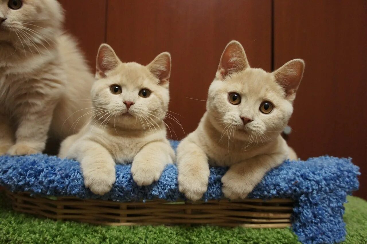 Кремовые коты фото British shorthair cat BRI e Gatti