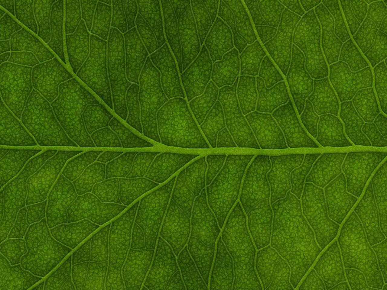 Купить зеленый лист. Зеленый лист. Зеленые обои. Текстура листвы. Зеленые листья фон.
