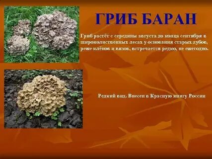 Красная книга растений грибы