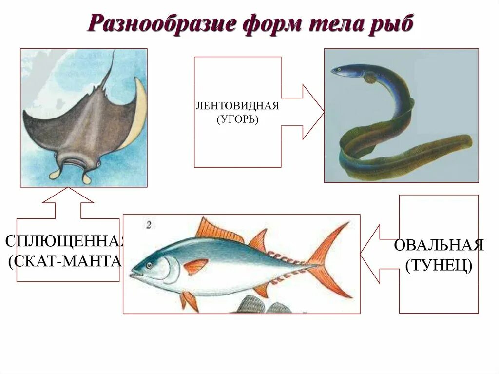 Укажите тип симметрии животного рыба. Различные формы тела рыб. Стреловидная форма тела рыб. Симметрия тела рыб. Вытянутая форма тела рыб.