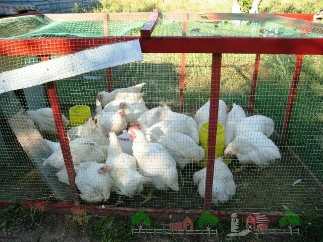 Можно ли бройлеров держать вместе с несушками. Доращивание бройлеров. бройлеры на даче. клетка для цыплят бройлеров.