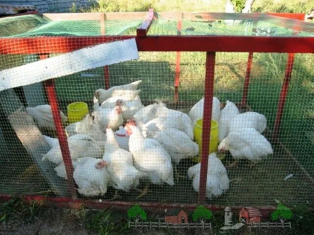 Город бройлеров. Доращивание бройлеров. Бройлеры во дворе. Бройлеры на даче. Клетка для цыплят бройлеров.