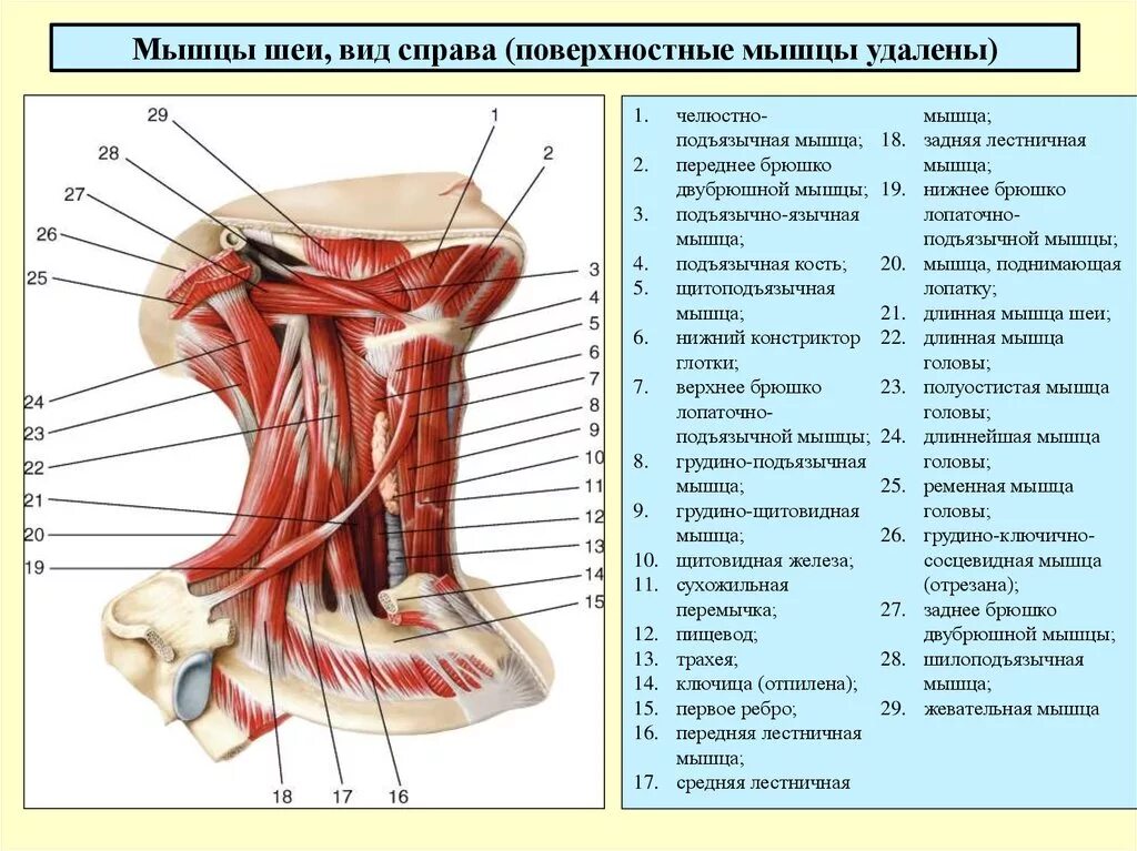 Мышцы шеи анатомия. Мышцы шеи вид спереди анатомия. Мышцы шеи вид сбоку анатомия. Мышцы шеи сзади анатомия названия. Поверхностные мышцы шеи сбоку.