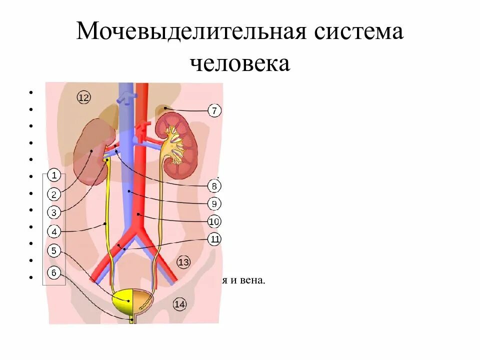 Мочевыделительная система человека ошибки. Общая схема мочевыделительной системы. схема строения мочевой системы человека. органы мочевыделительной системы человека схема. строение и функции мочевыделительной системы схема.