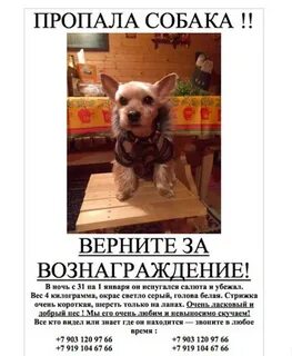 Верните собаку