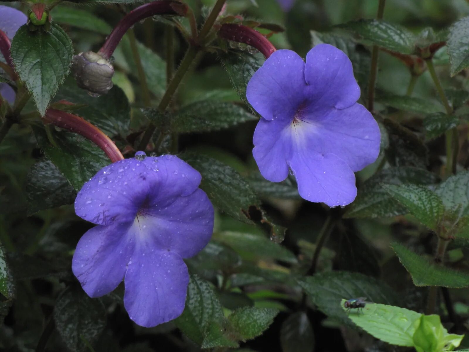 Цветы ахименесы фото. Ахименес цветок. Achimenes longiflora. Ахименес длинноцветковый. Ахименес цветок комнатный.