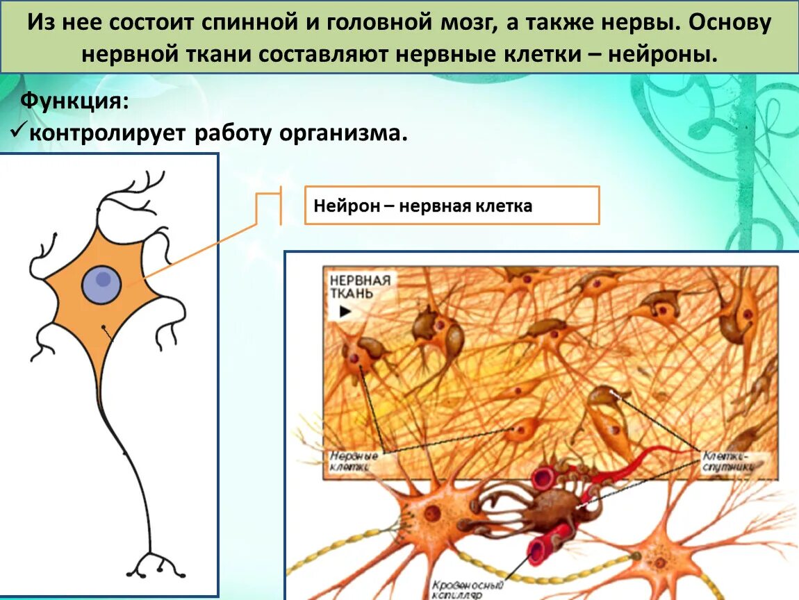 Нервная ткань состоит из ответ. Нервная ткань 5 класс биология. Нервная ткань 8 класс биология. Клетки нервной ткани. Клетки составляющие нервную ткань.