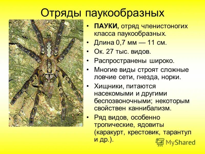 Ядовитые членистоногие. Паукообразные типа членистоногие. Тип членистоногие паукообразные. Характеристика паукообразных. Хелицеровые членистоногие.