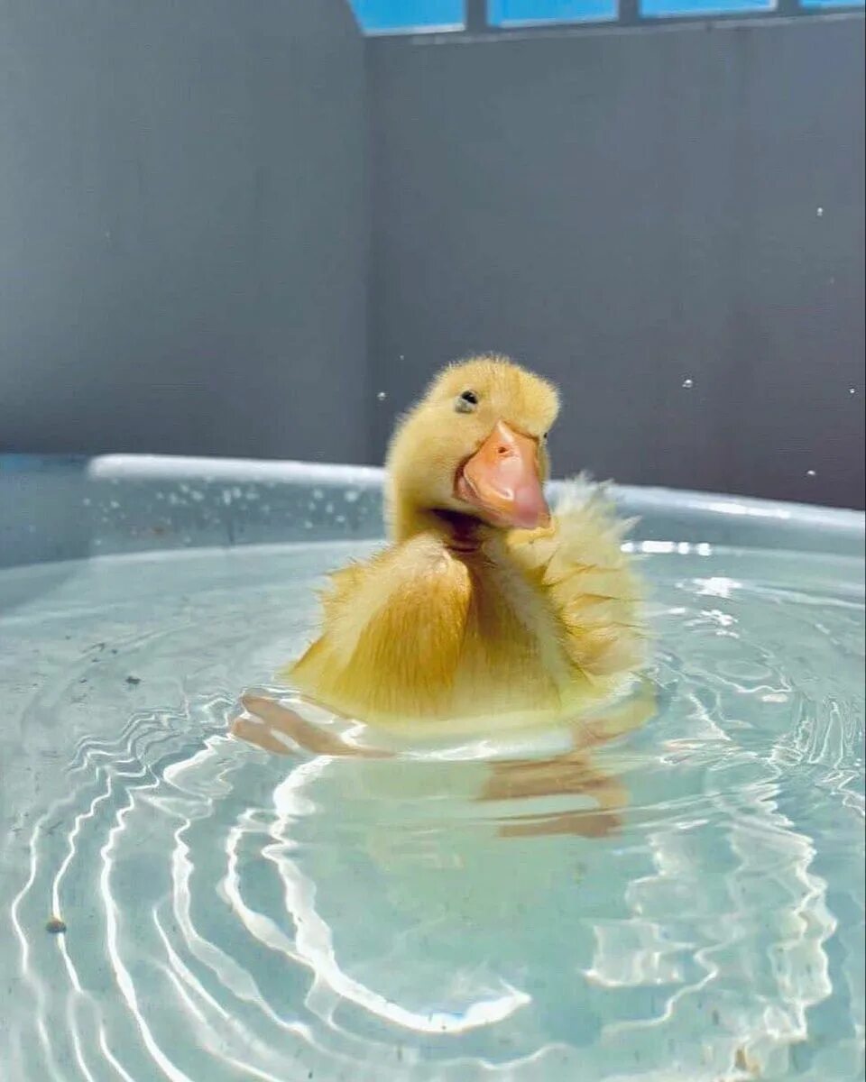 Почему утенок боялся прекрасных птиц. Утя Утя. Утка купается. Утята купаются. Утенок в ванной.