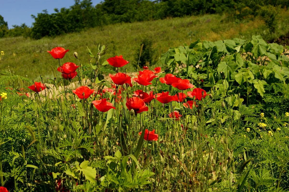 Цветы кубани. Genus dianthus. Растительность краснодарского края. Долина лотосов анапа. Ахтанизовский лиман долина лотосов.