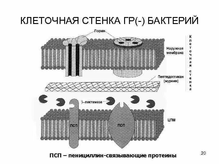 Какая клетка из муреина