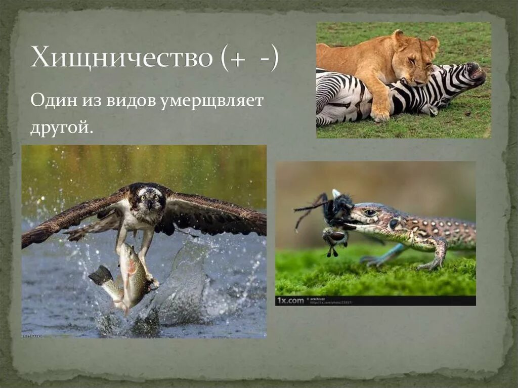 Хищничество. Хищничество примеры. Хищничество виды взаимоотношений. Хищинство.