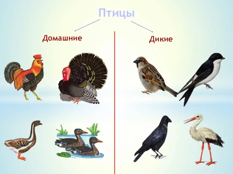 Лесные птицы. Домашние птицы. Птицы. Обучающие карточки "птицы". Назови диких птиц.