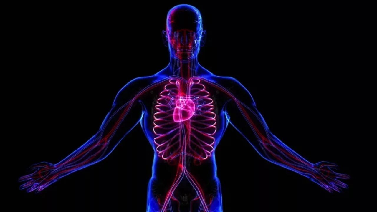 Здоровые органы человека. Тело человека. Человеческое тело. Организм человека.