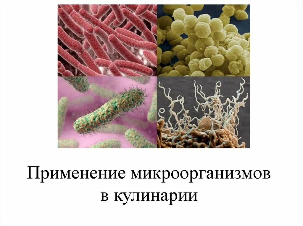 Микроорганизмы в пищевой промышленности. Применение микроорганизмов в кулинарии. Микроорганизмы в производстве. Бактерии в промышленности.