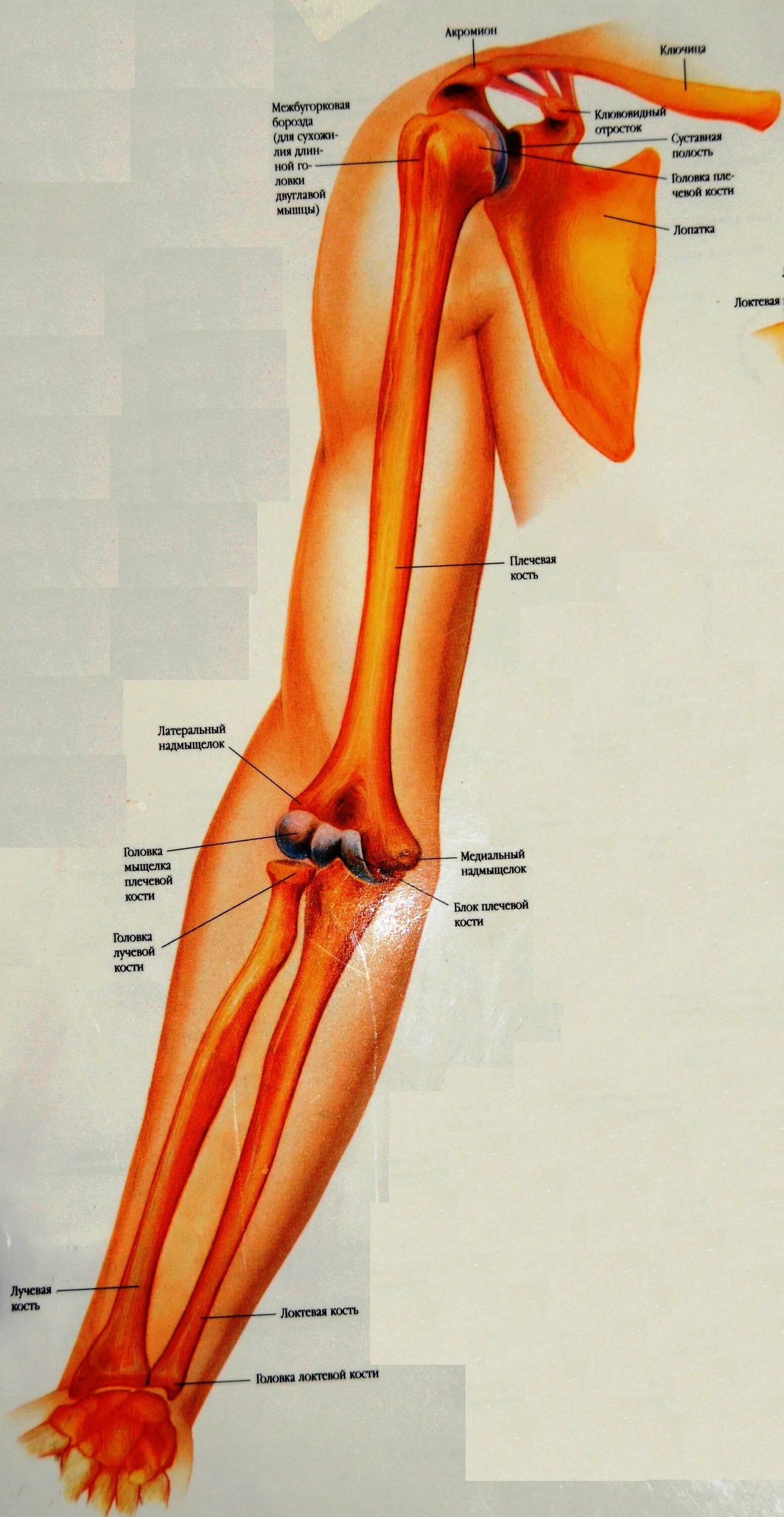 Мыщелки плеча. Медиальный надмыщелок плечевой кости. Внутренний надмыщелок плечевой кости. Локтевая ямка анатомия кость. Медиальный надмыщелок локтевого.