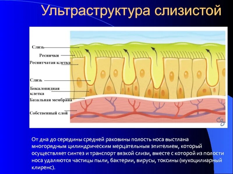 Мерцательный эпителий слизистой оболочки носа. Строение слизистой оболочки верхних дыхательных путей. Мерцательный эпителий носовой полости с бокаловидными клетками. Реснитчатый эпителий слизистой носа. Слизь строение