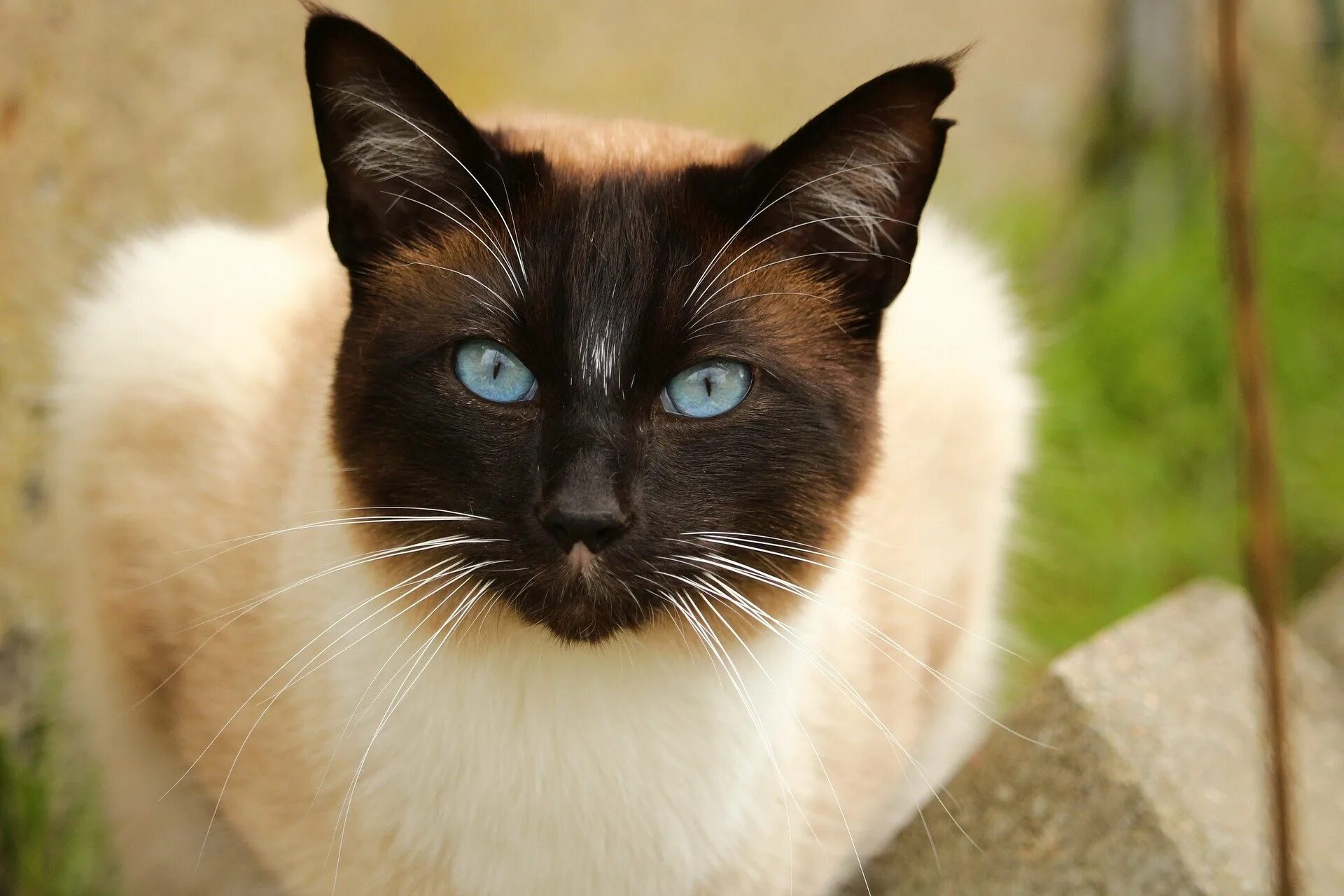Красивая кошечка фото. Сиамский Сноу-Шу. Сиамская кошка. Старотипная Сиамская. Сиамская кошка породы кошек.