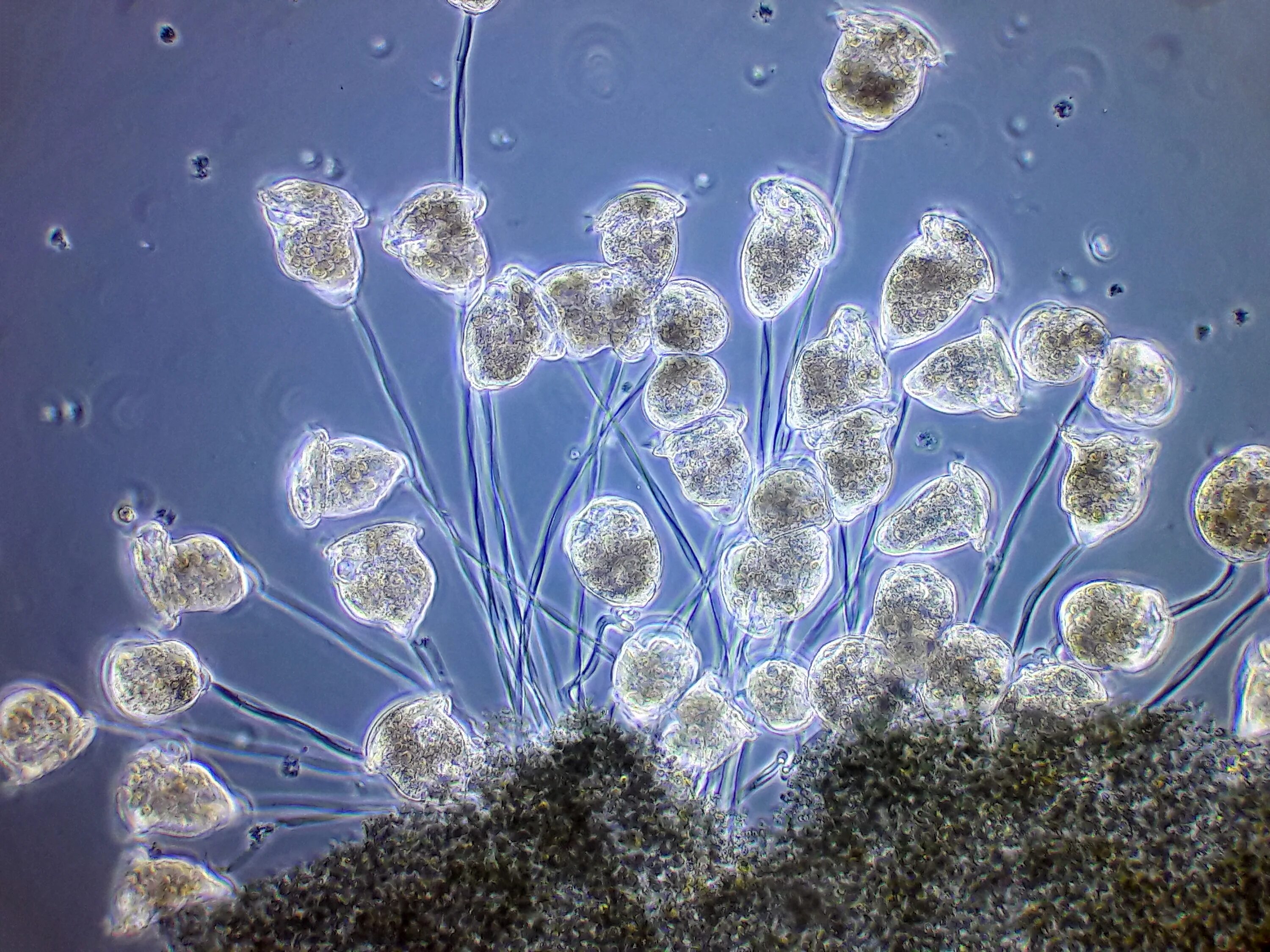 Дрожжи – одноклеточные представители царства бактерий. Царство протисты. Одноклеточные бактерии названия. Одноклеточные животные 5 класс биология. Одноклеточные жгутиконосцы.