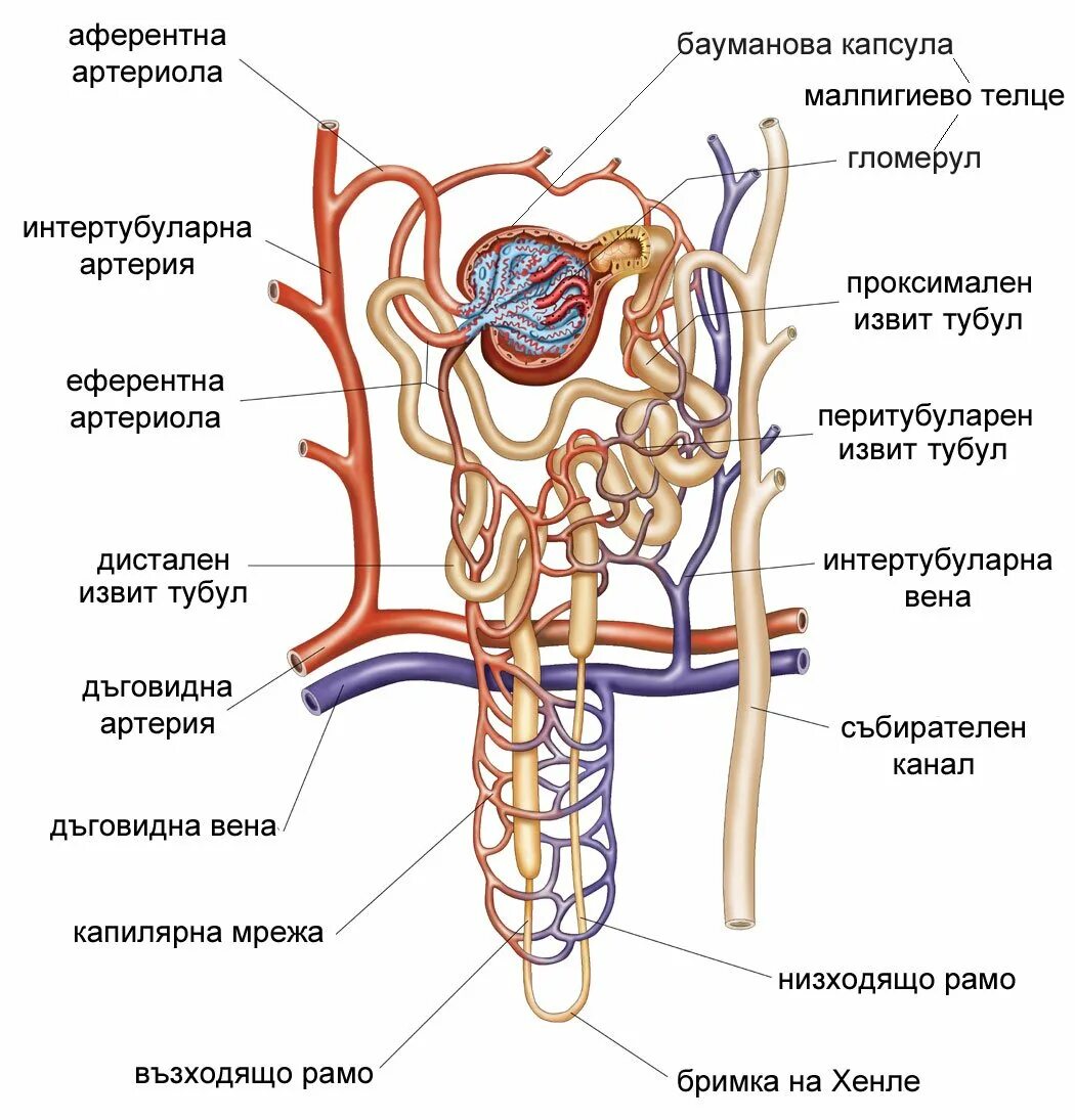 Выносящая артериола почки. Строение нефрона структурной единицы почки. Нефрон функциональная единица почки. Вены нефрона. Нефроны структурно-функциональные.