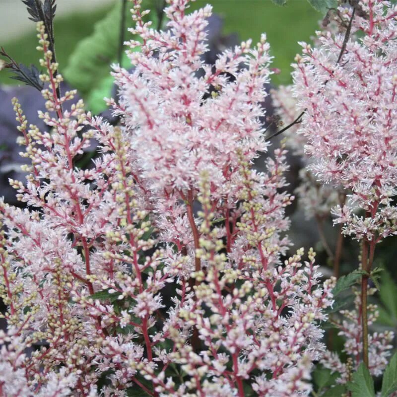 Астильба Лук ат Ми (Astilbe Look at Me) купить в Москве по низкой цене из питомн
