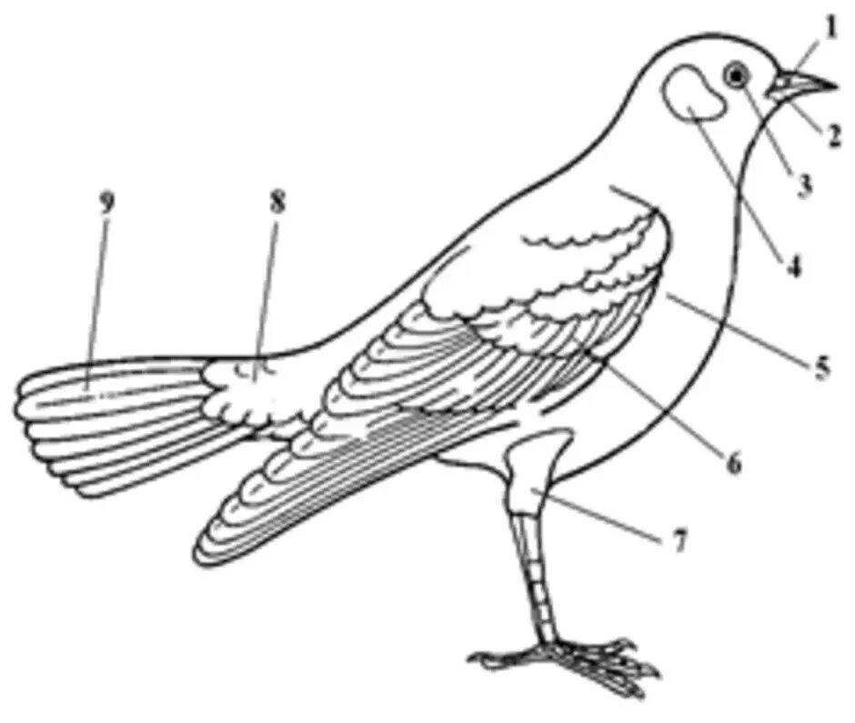 Внешнее строение голубя 7 класс биология. Голубь биология внешнее строение. Рис внешнее строение птиц. Схема внешнего строения птицы.