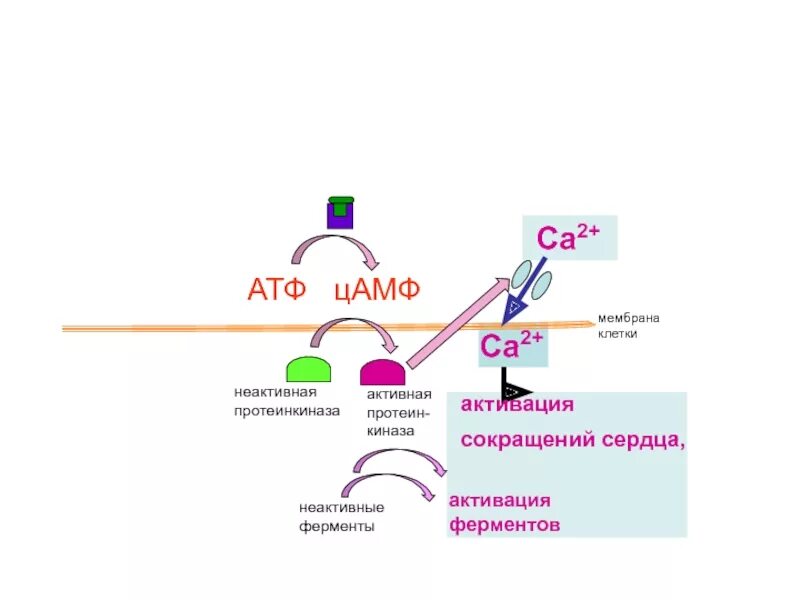 Неактивный фермент. Протеинкиназа класс фермента. АТФ В ЦАМФ. Активация ферментов ЦАМФ. Ферменты киназы.