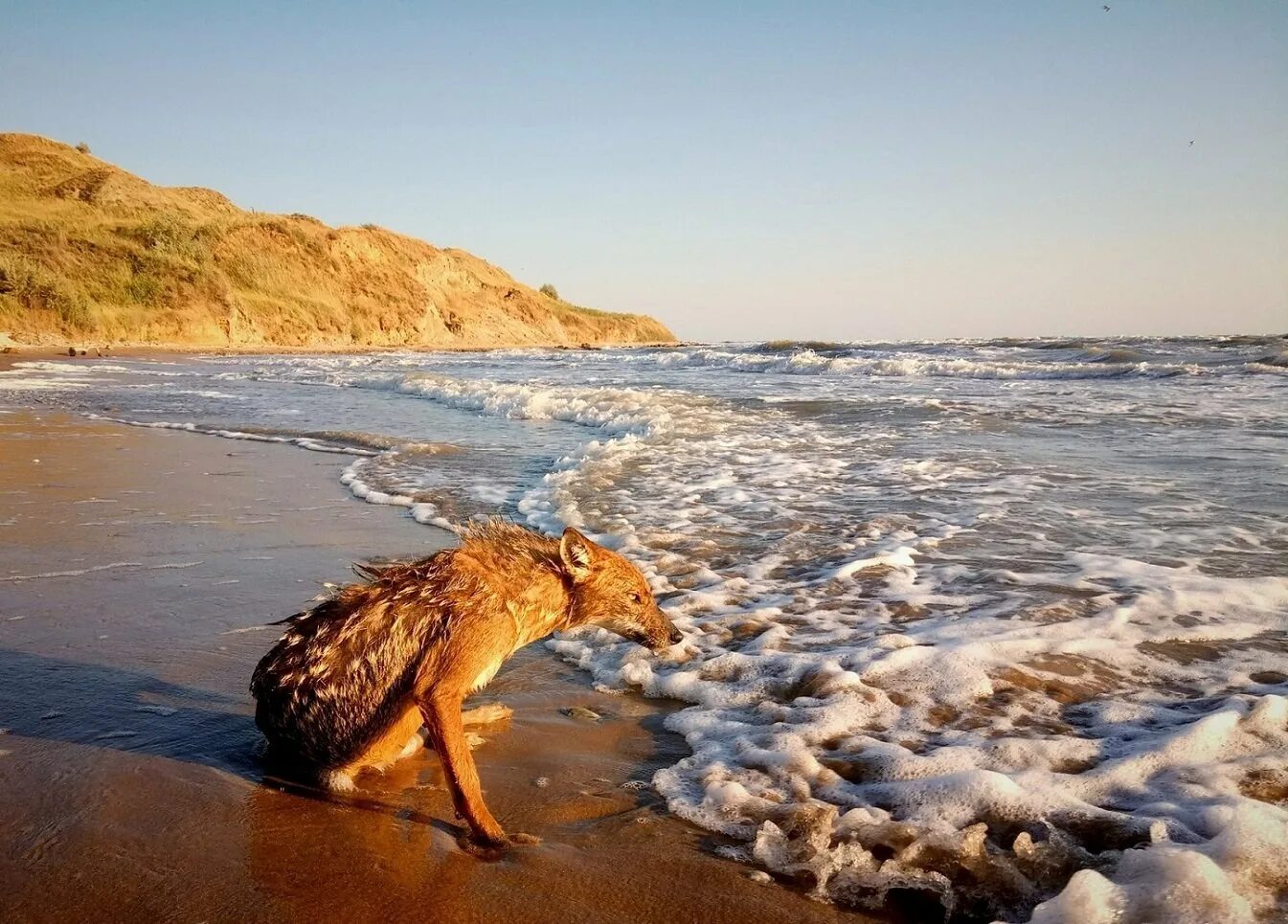 Море лисичек. Лиса на море. лисы на море. животные на берегу моря. лиса на берегу моря.