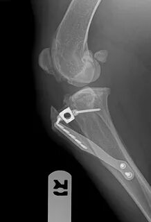 Операция tplo собаке