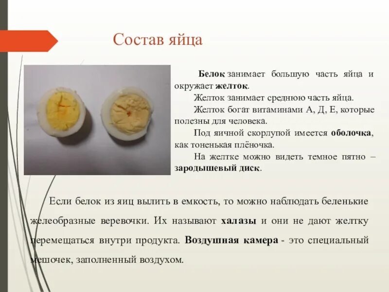 Из чего состоит яйцо
