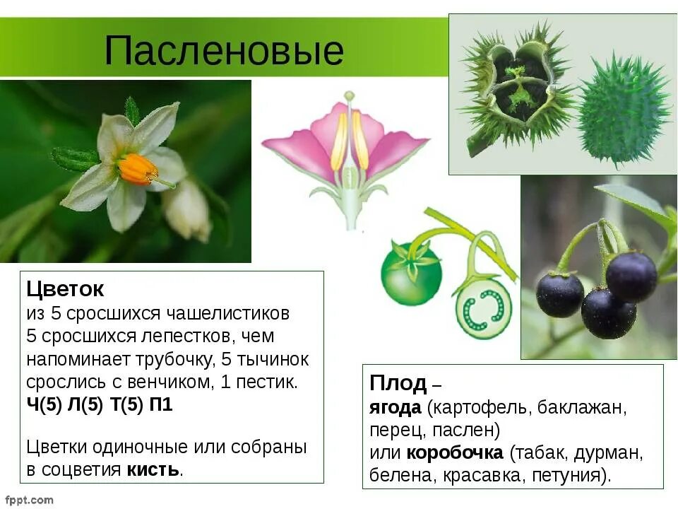 Растения семейства пасленовых ответ. Пасленовые Тип цветка. Гинецей пасленовых. Цветы растений семейства паслёновых. Пасленовые строение цветка формула.