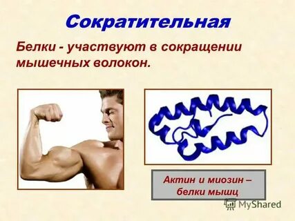 Мышечный белок 5 букв сканворд