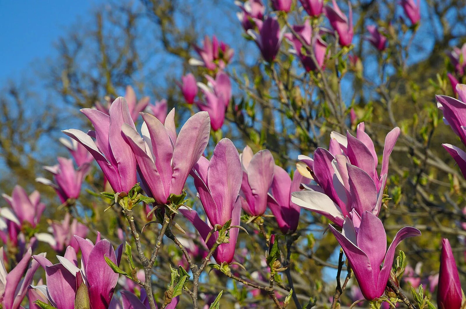 Магнолия цветы купить. Магнолия лилиецветная. Магнолия лилиецветковая Нигра. Магнолия Суланжа Нигра. Магнолия лилиецветная Нигра (Magnolia liliiflora nigra).