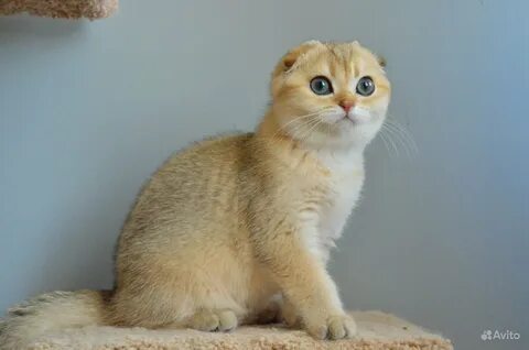 Серебристо золотая шиншилла