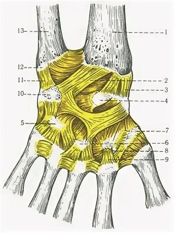 Соединения костей запястья. Среднезапястный сустав анатомия. Лучезапястный сустав анатомия. Связки лучезапястного сустава анатомия. Межкостные межзапястные связки.